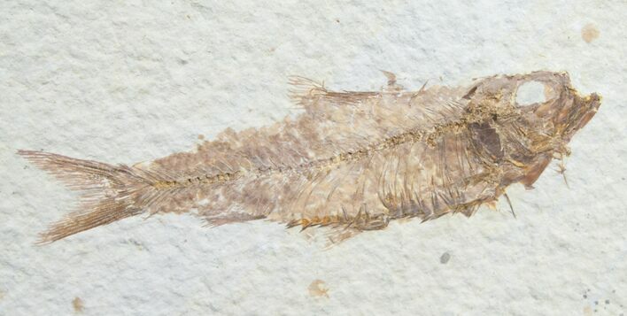 Knightia Fossil Fish - Wyoming #7553